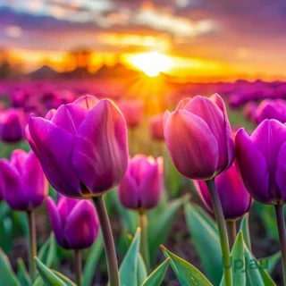 Purple tulip flower bulbs