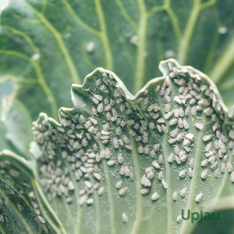 Mealybug/Aphids/Insecticide Medicine (100 ml) - Image 3