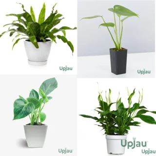 Exotic Plant 2 - Combo of 4