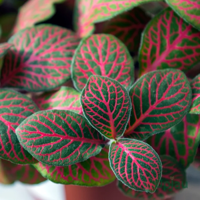 Fittonia Sapling (Any color)