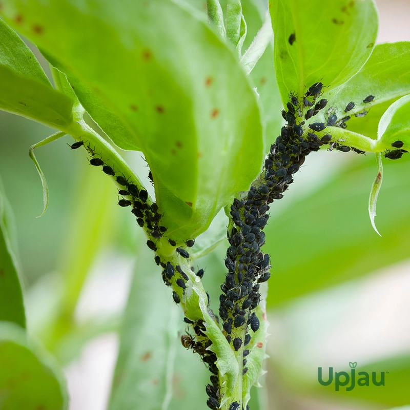 Mealybug/Aphids/Insecticide Medicine (100 ml) - Image 2