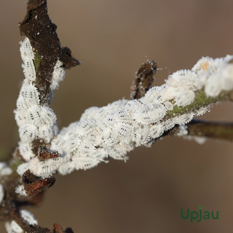 Mealybug/Aphids/Insecticide Medicine (100 ml) - Image 4