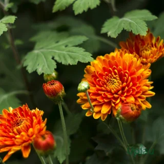 Orange Multiflora Chrysanthemum Guldaudi Shevanti Flower Plant Sapling – Live Chrysanthemum for Home & Balcony Gardening