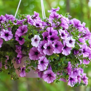 Buy Petunia Flowering Plant online in India from Upjau