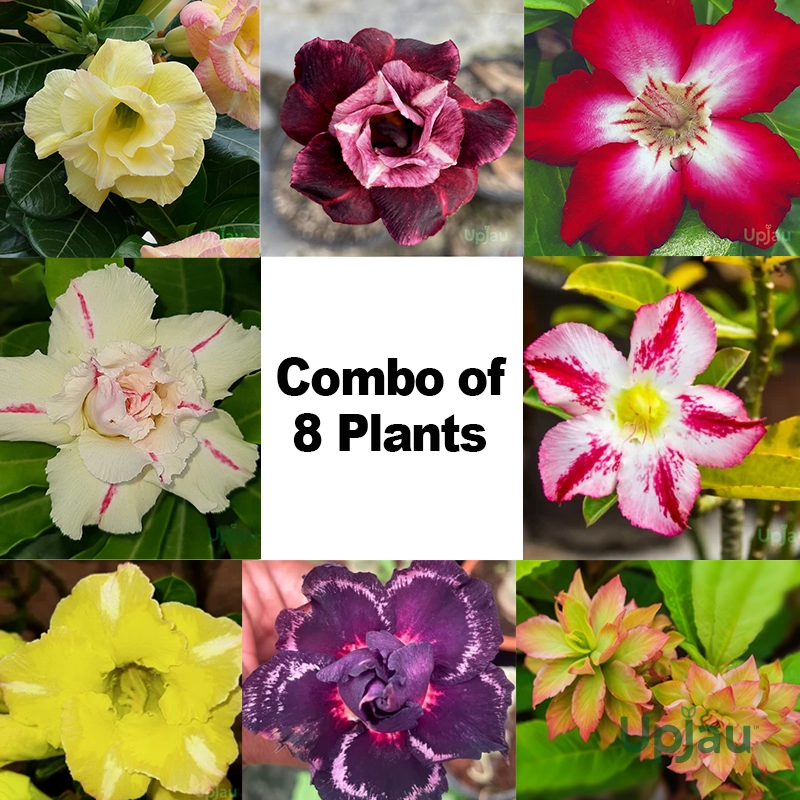 Adenium Obesum Desert Rose Plant Varieties