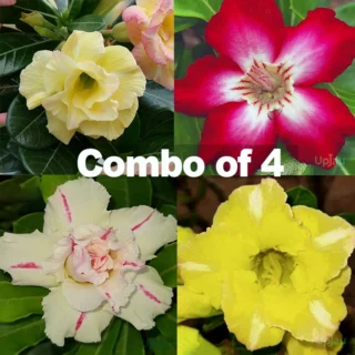 adenium obesum desert rose plant