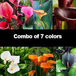 Calla Lily Bulb Imported Combo of 7