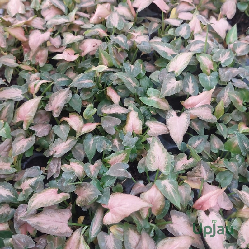 Syngonium Pink Splash (Sapling) - Image 3