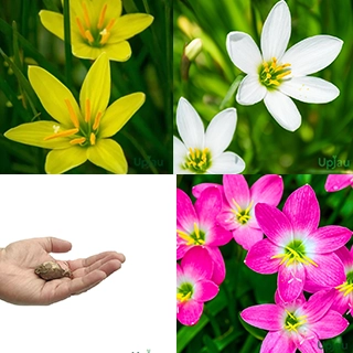 Rain Lily Zephyranthes Combo of 30 Bulbs