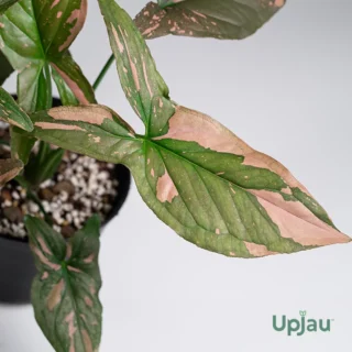 Syngonium Pink Splash sapling