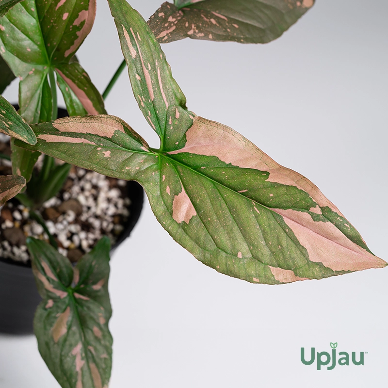 Syngonium Pink Splash sapling