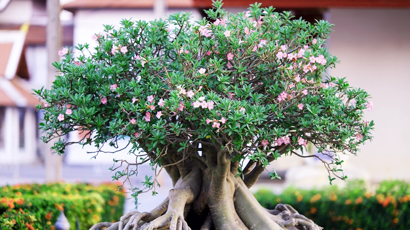 A Guide to Adenium: The Desert Rose That Steals the Show