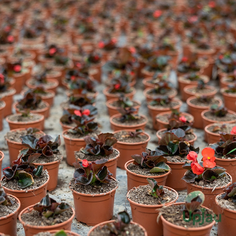 Vibrant Begonia Bada Boom Mix Colour in a container, perfect for Indian balcony gardens