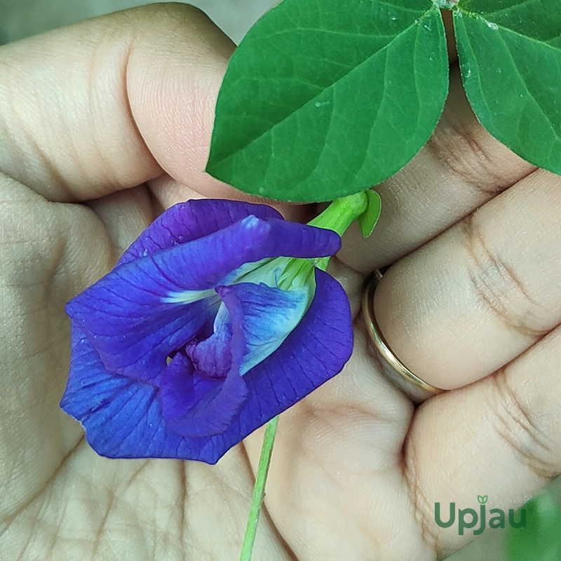 Aprajita Butterfly Pea Clitoria Nilkantha Double Petal Blue (5 Seeds)
