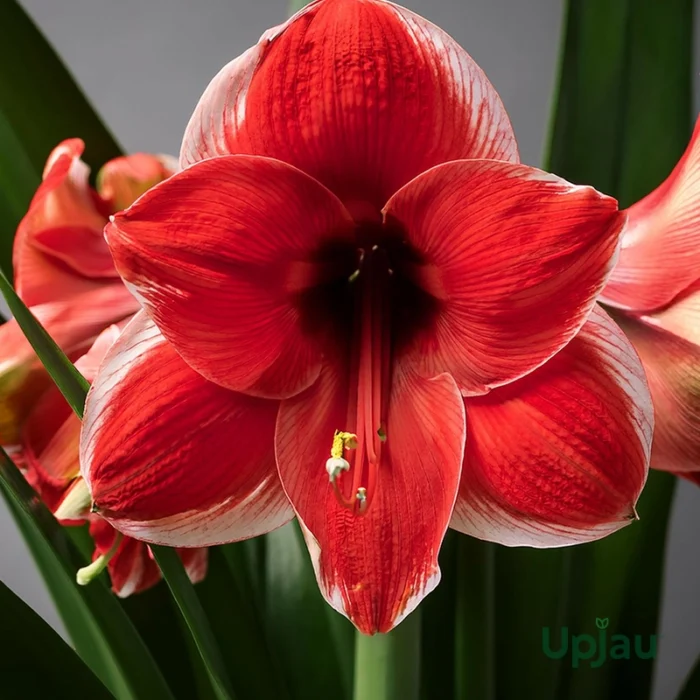 amaryllis dutch lily bulbs