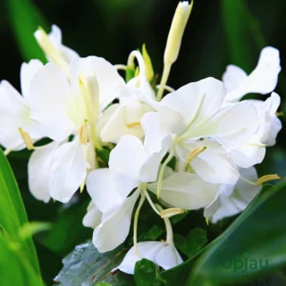 Hedychium Ginger Lily White Bulb (Rare Variety)