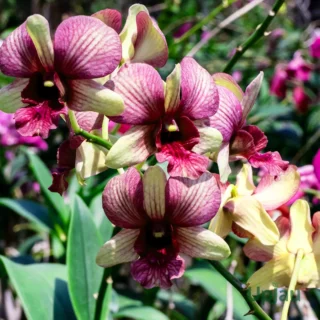 Orchid dendrobium king dragon pink