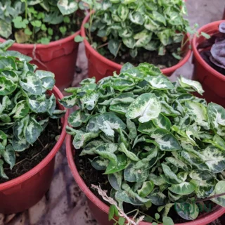 Syngonium Mini Pixie or Yami Green Sapling