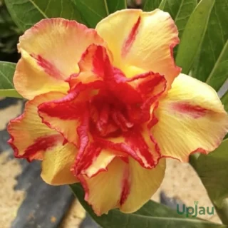 Adenium Sonam Grafted (Double Petal Yellow & Red)