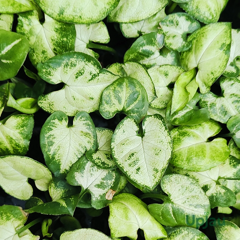 Syngonium Mini Pixie Sapling - Image 2