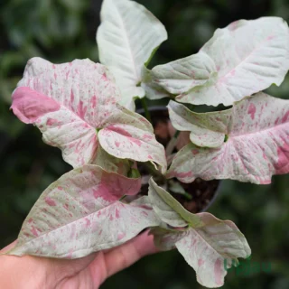 Syngonium Confetti Sapling