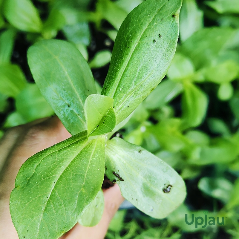 Zinnia Dreamland Sapling (Mix) - Image 4