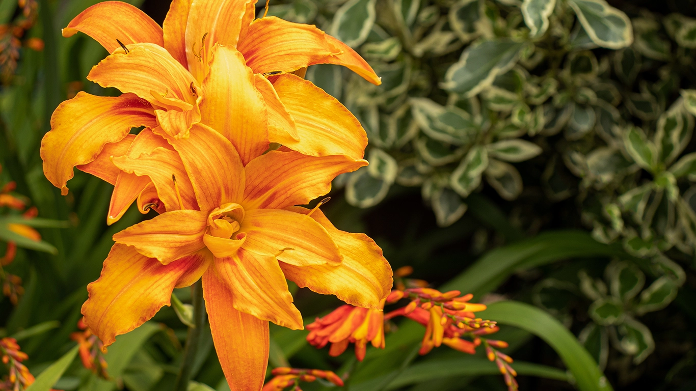 Vibrant Colors, Easy Care: Why Daylilies Are Perfect for Your Garden