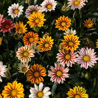 Gazania New Day Flower Plant sapling