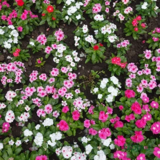 buy Hybrid Vinca Pacifica Sapling – Sadabahar Flower Plant