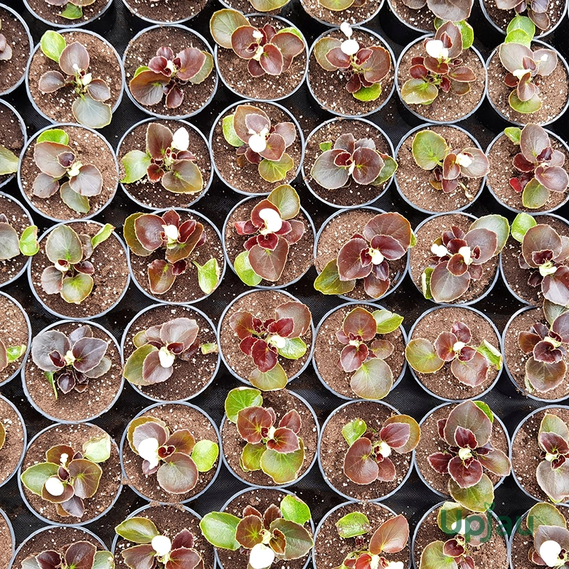 Begonia Bada Boom Mix Colour Sapling - Image 4