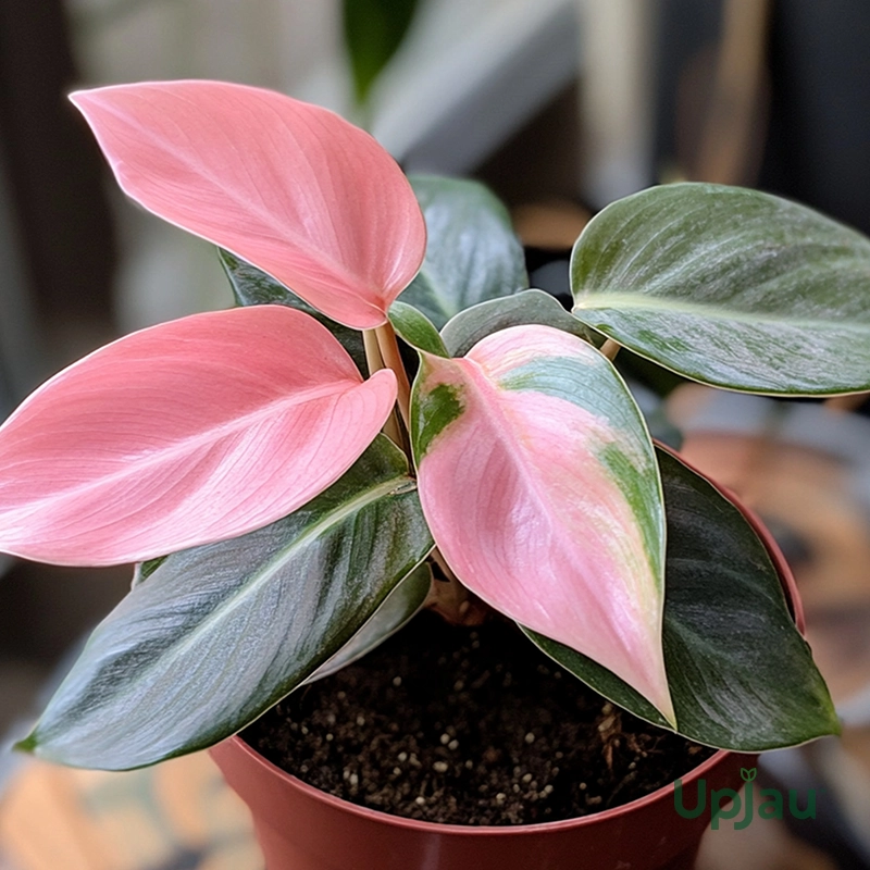 buy philodendron pink princess plant sapling online in India at Upjau