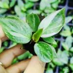 Buy White Princess Philodendron plant online India healthy sapling