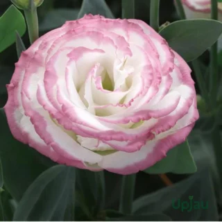 Lisianthus (Eustoma or Nandini) Flower Plant Sapling