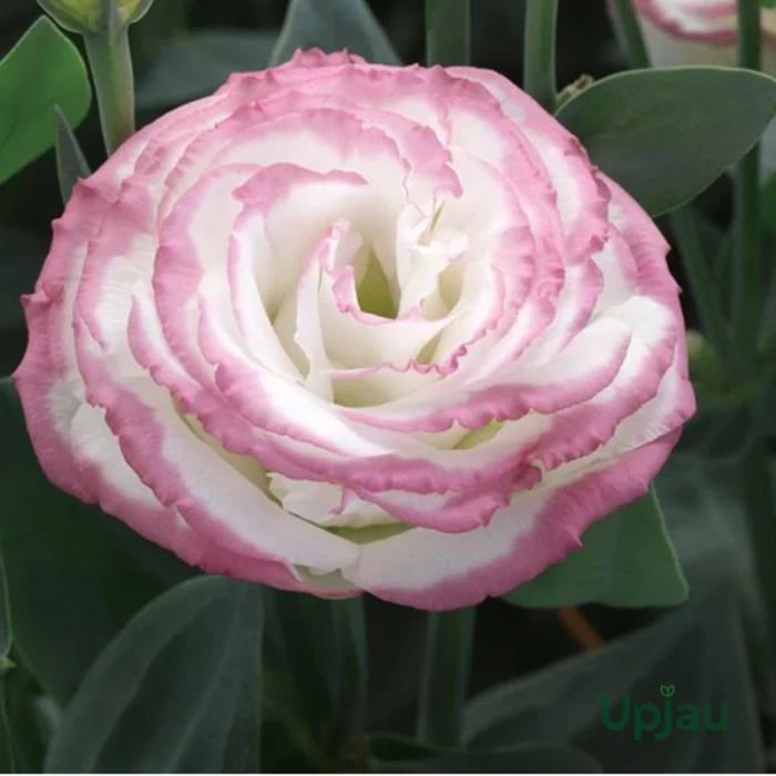 Lisianthus (Eustoma or Nandini) Flower Plant Sapling