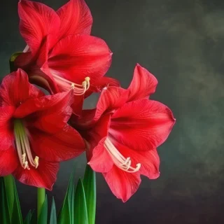 Amaryllis Lily Double Petal Red Colour Bulb