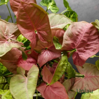 Syngonium Pink Allusion plant with pink and green arrowhead leaves indoors