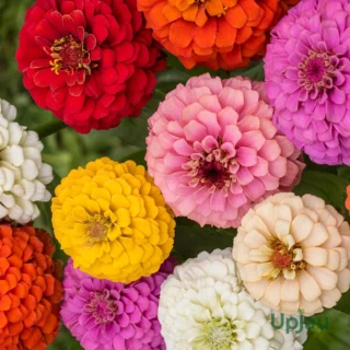 Zinnia Dreamland flower sapling mix with colourful blooms – buy online India