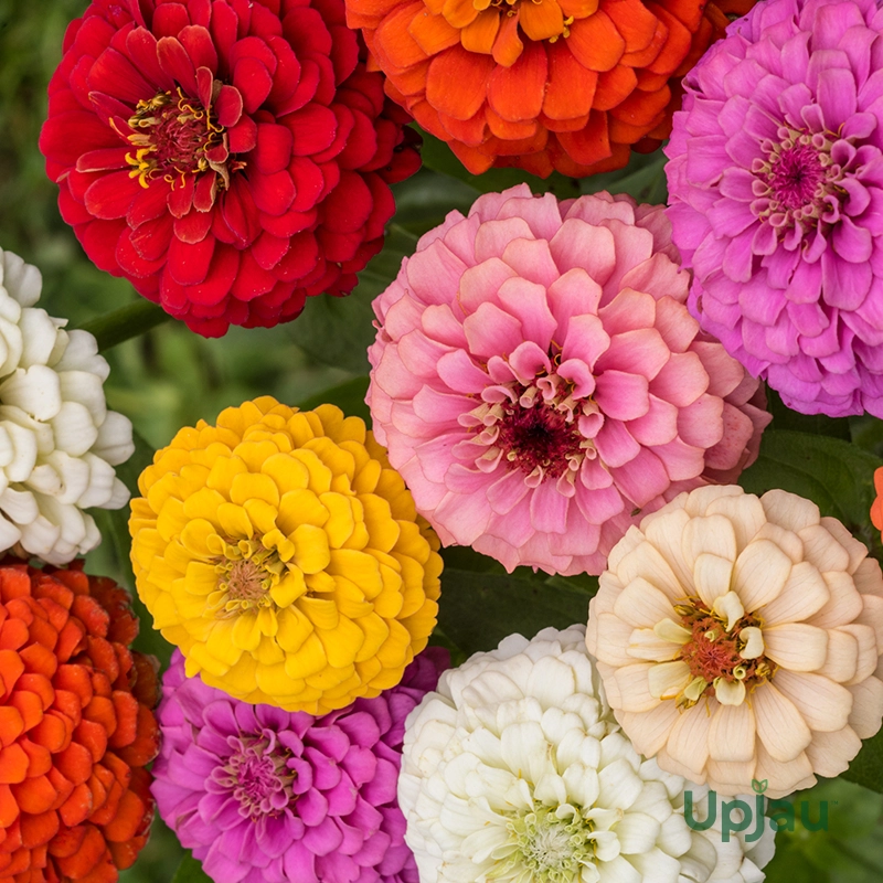 Zinnia Dreamland flower sapling mix with colourful blooms – buy online India