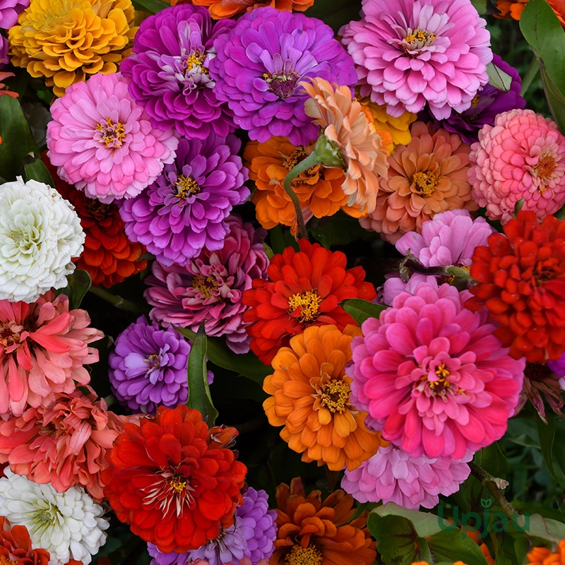 Zinnia Dreamland flower sapling mix