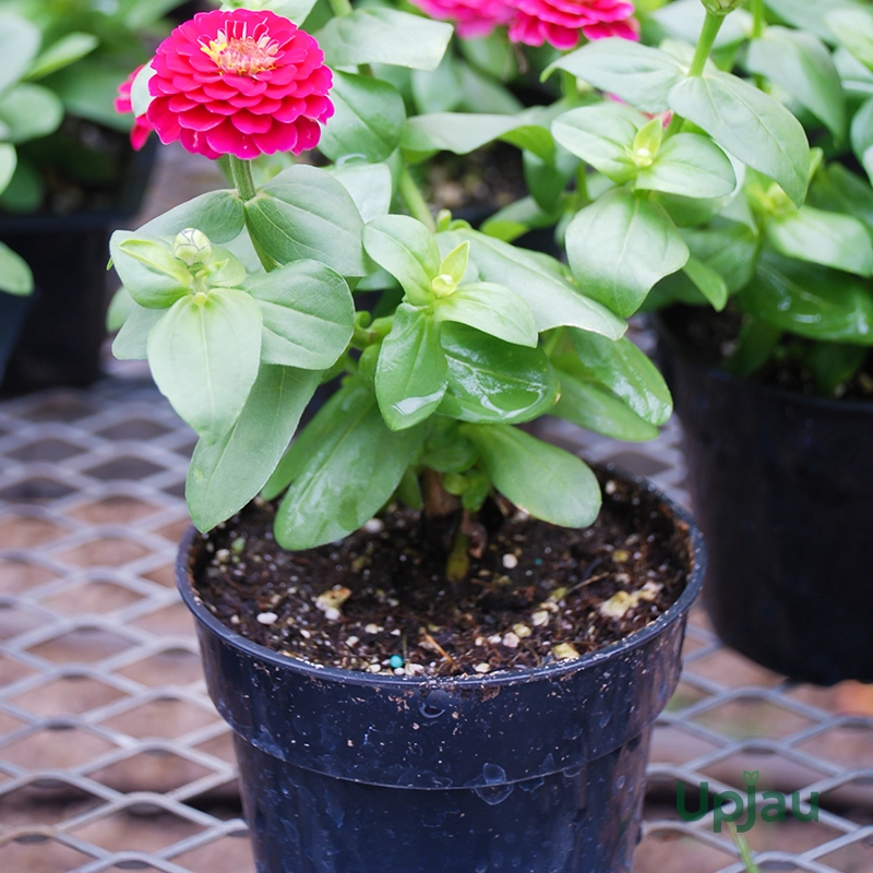 Zinnia Dreamland Sapling (Mix) - Image 3
