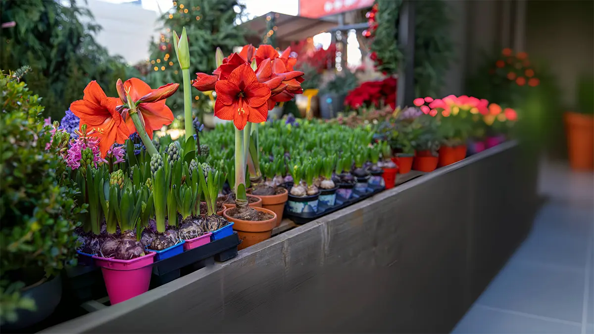The Beauty of Amaryllis Lily Bulbs: Varieties and Care Guide