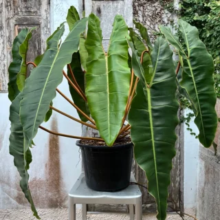 Philodendron Billietiae plant