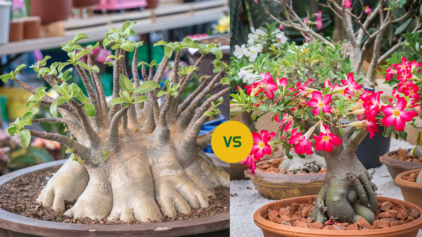 Adenium Arabicum vs Adenium Obesum- Which Adenium Is Right For You?