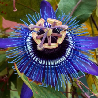 Blue Crown Krishna Kamal Passion Flower plant (Passiflora caerulea) India
