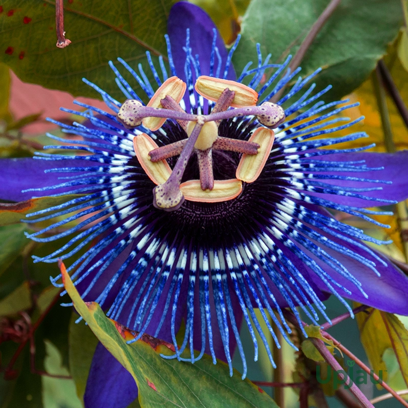 Blue Crown Krishna Kamal Passion Flower plant (Passiflora caerulea) India