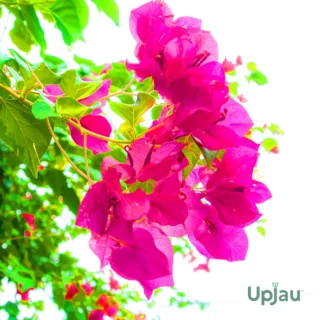 Dark Pink Bougainvillea Flower Plant Sapling from Upjau – fast-growing flowering vine for balcony, terrace, or garden in India