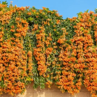 Flame Vine / Pyrostegia venusta / Begonia Vanusta