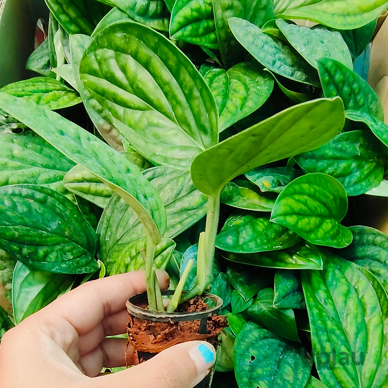 Monstera Peru Plant (Sapling) - Image 3