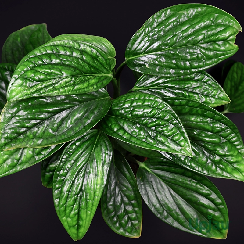 monstera-peru-plant-sapling-india