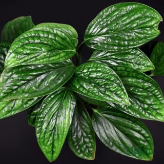 Buy Monstera Peru Plant Sapling Online in India